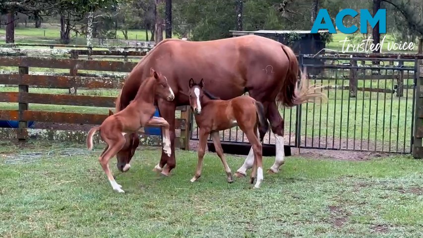 Twins are rare in the world of horses, but a happy, healthy, and rather cheeky set have been born on a farm in Clybucca on the Mid North Coast. Mum Misty Havana has her hoofs full with son Mr Squiggles and daughter Darcy. This video includes ACM-produced voiceover powered by AI.