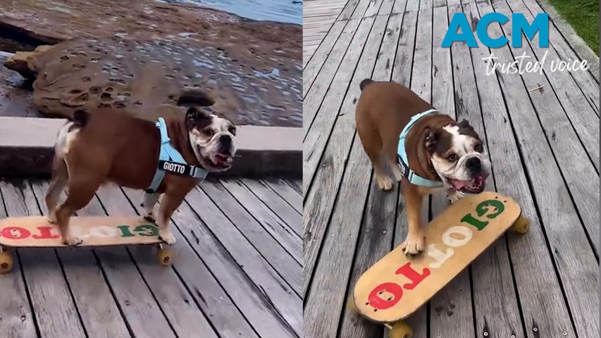 Giotto, an Aussie bulldog shows off his tricks on his personalised skateboard. Video by @‌giotto_skater_bulldog