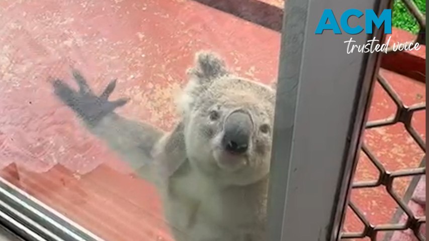 A koala that became stuck in a south-west Sydney backyard started scratching at their screen door.