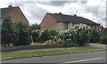 SP2966 : Rampant Russian Vine, George Road, Warwick by Robin Stott