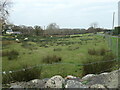 SH4760 : Defaid yn pori / Sheep grazing, Llanfaglan by Christine Johnstone