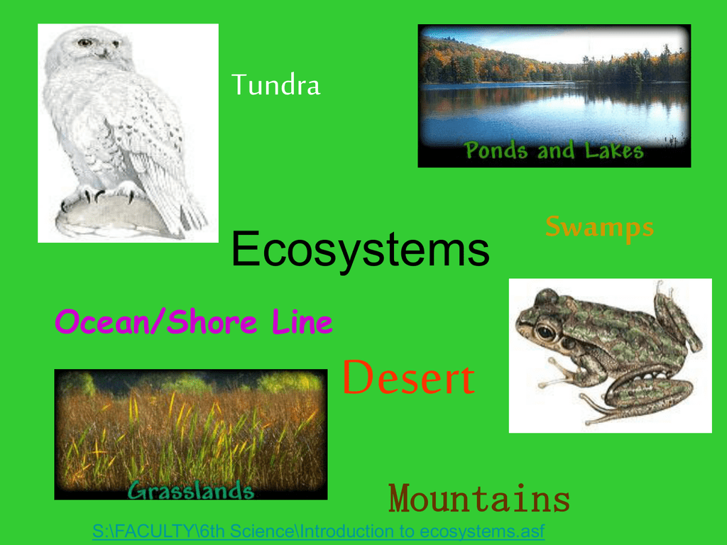 Examples Of Non Living Things In An Ecosystem