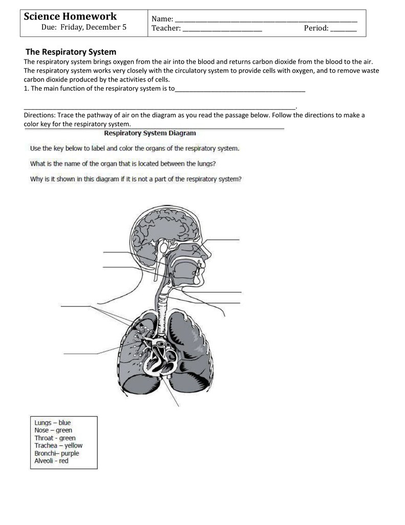 The Respiratory System