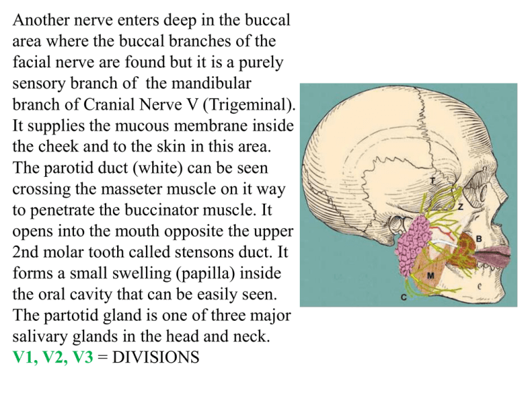 SCALP & FACE ANATOMY LECTURE-2- FOR 1ST YEAR