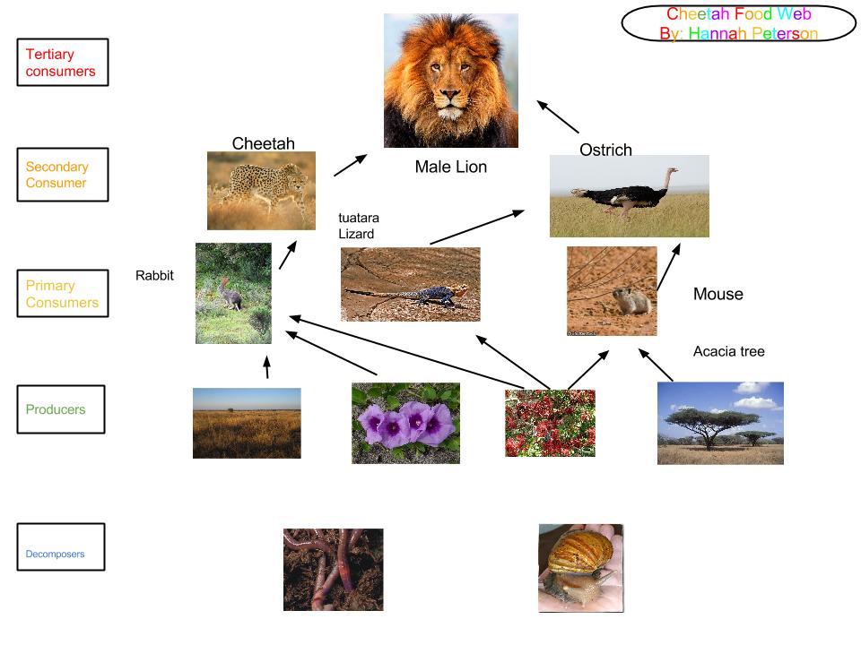 Cheetah Food Chain