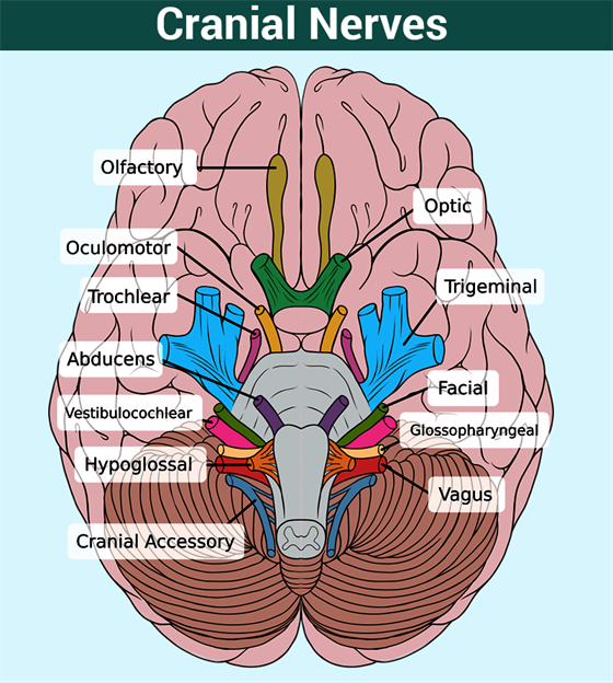 Cranial Nerves Diagram Labeled