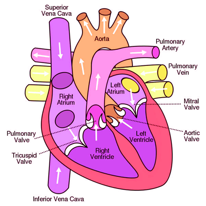 Important Biology Diagrams From All Chapters For CBSE Board Exams