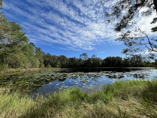 Photo of Cypress Creek Preserve - Land O' Lakes, FL, US. Pond near entrance