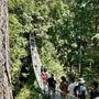 Lynn Canyon Suspension Bridge