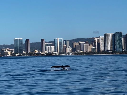 Photo of E Sea Diver - Honolulu, HI, US. Humpback whale fluke