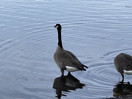 Photo of Spring Lake Regional Park - Santa Rosa, CA, US. Canada goose