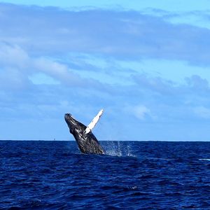 Hawaii Ocean Charters on Yelp