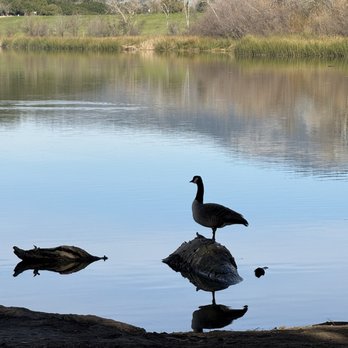 Canadian goose posing.