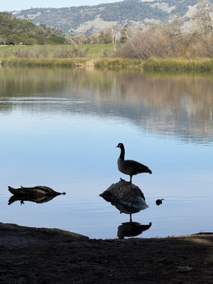 Photo of Spring Lake Regional Park - Santa Rosa, CA, US. Canadian goose posing.