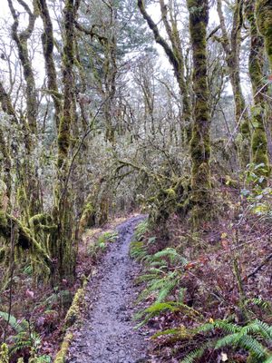 Photo of Bald Hill Park - Corvallis, OR, US. Muddy trail to the top of the hill