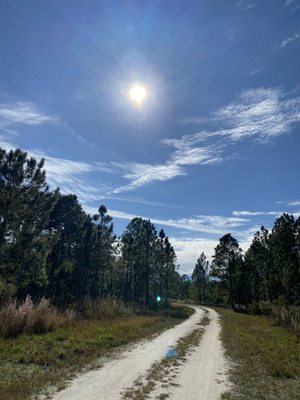 Photo of Cypress Creek Preserve - Land O' Lakes, FL, US. Main path