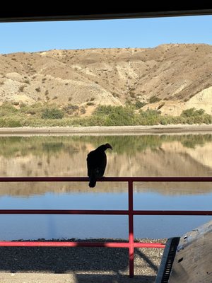 Photo of Bullhead City Parks and Recreation Area - Bullhead City, AZ, US. Turkey vulture guarding garbage.