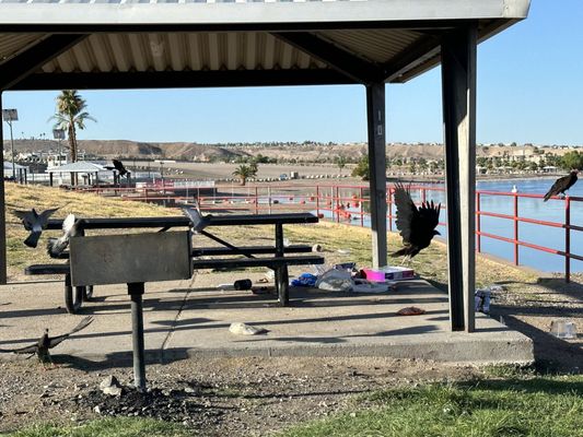 Photo of Bullhead City Parks and Recreation Area - Bullhead City, AZ, US. Early morning walk amongst the garbage that the fine people leave behind.