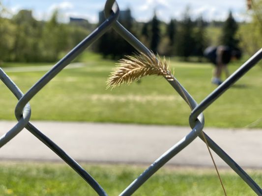 Photo of Victoria Golf Course and Driving Range - Edmonton, AB, CA.