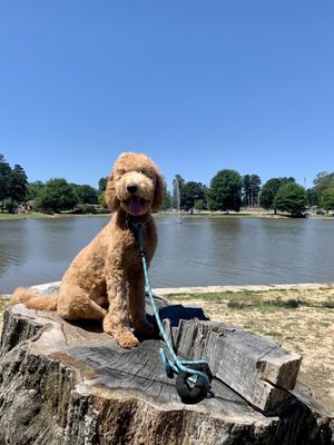 Photo of Spring Lake Park - Texarkana, TX, US. Hey, Hey that's my friend over there Bella!