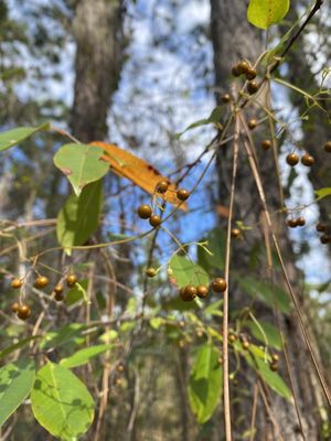 Photo of Cypress Creek Preserve - Land O' Lakes, FL, US. Golden berries