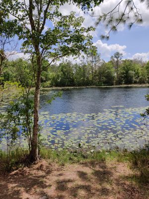 Photo of Cypress Creek Preserve - Land O' Lakes, FL, US. The lake near the Pine View Elementary entrance