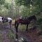 Makin’ Tracks Trail Rides