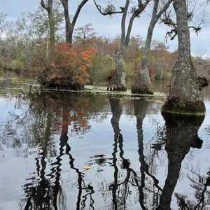 Merchants Mill Pond State Park on Yelp