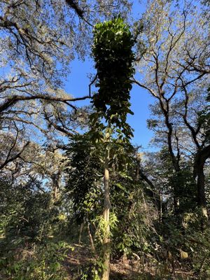 Photo of Tree Tops Park - Davie, FL, US. Nature at park