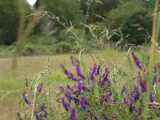 Photo of Bald Hill Park - Corvallis, OR, US.