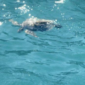 Sea turtle signing while snorkeling!