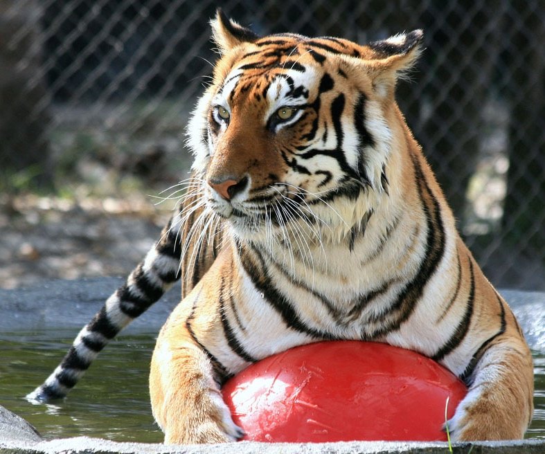 Photo of Big Cat Habitat