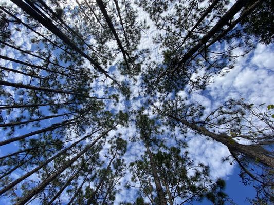 Photo of Cypress Creek Preserve - Land O' Lakes, FL, US. Old pines