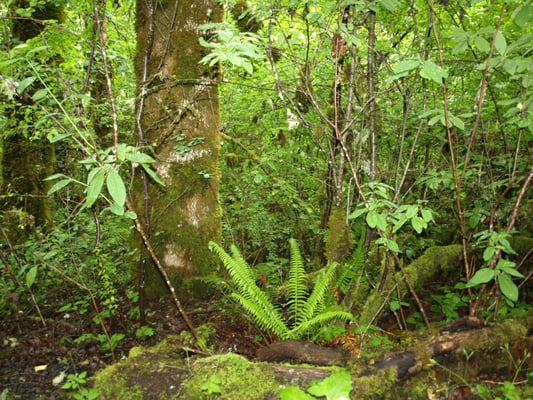 Photo of Bald Hill Park - Corvallis, OR, US.