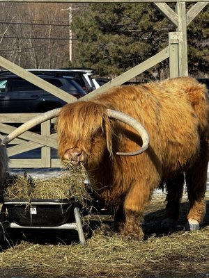 6. Rocking Horse Ranch on Yelp