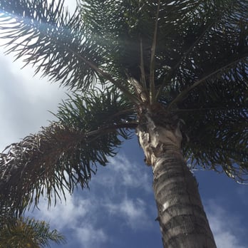 Dating under the palm tree