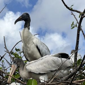 South Florida BirdWatching Spots