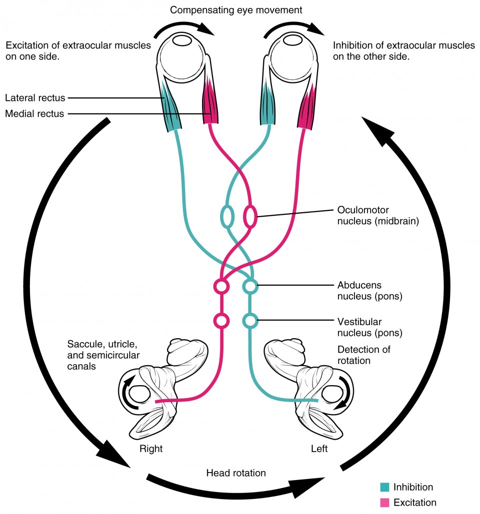 This image shows how the excitation of eye muscles on one side, the inhibition of these muscles on the other side, and the compensating eye movements work together in vestibular ocular reflex.