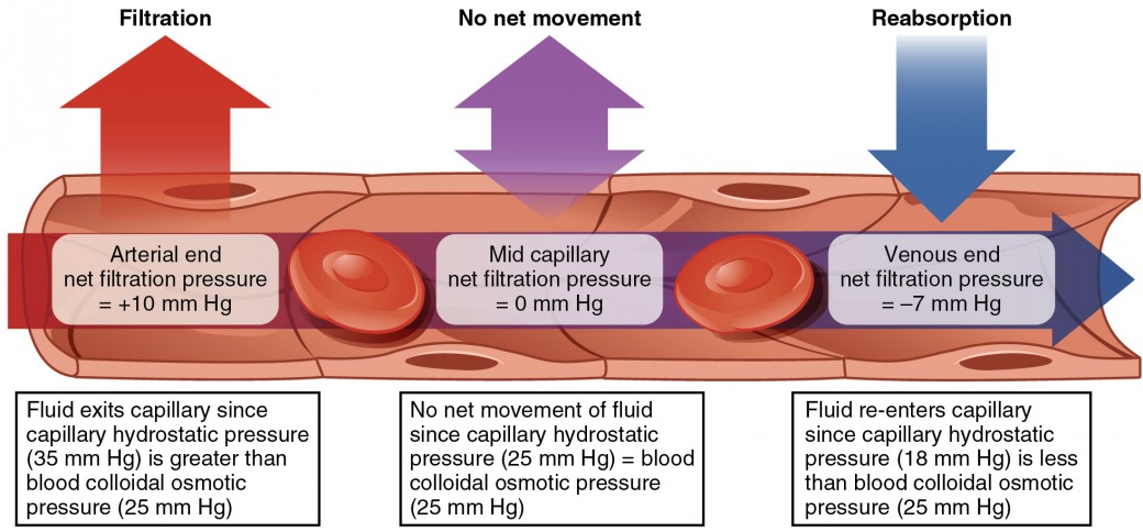 Capillary Exchange | Anatomy and Physiology II