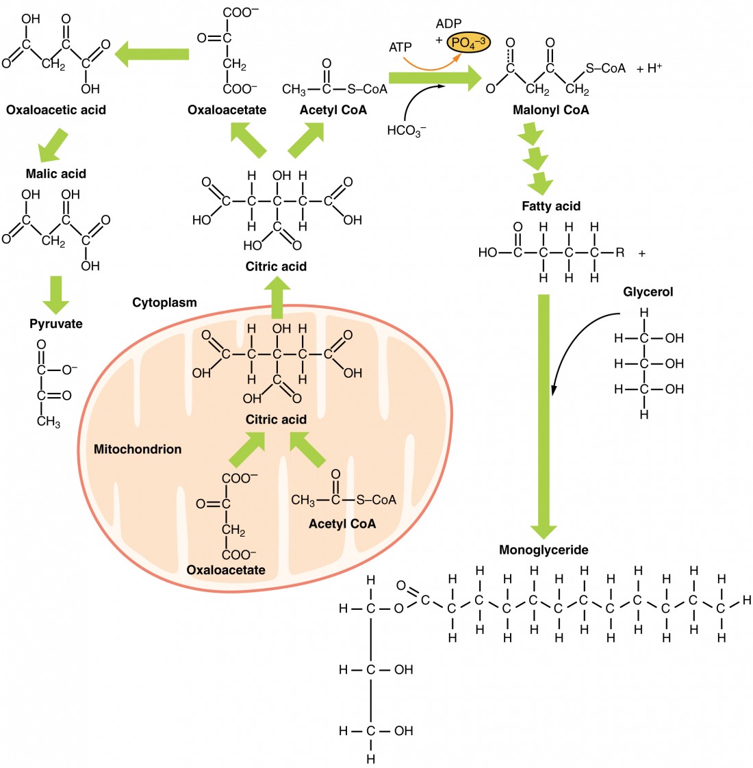 Simple Lipid Structure Diagram