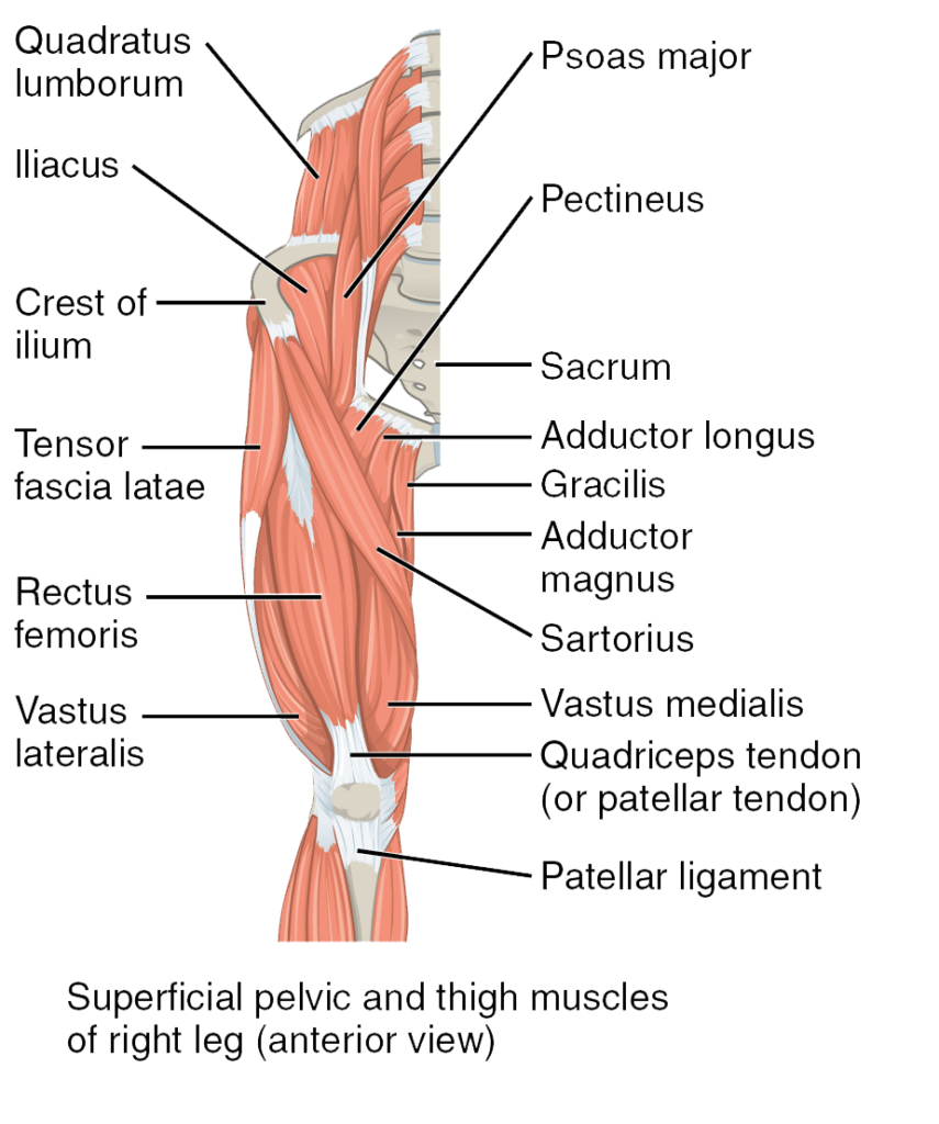 Muscles Of The Hips And Thighs Human Anatomy And Physiology Lab Bsb 141