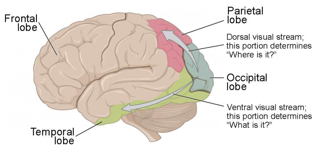 This image shows the side of the human brain and maps different regions to different visual functions.