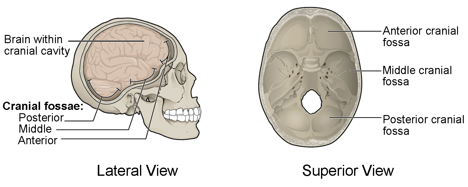 Cranial Cavity Of The Skull