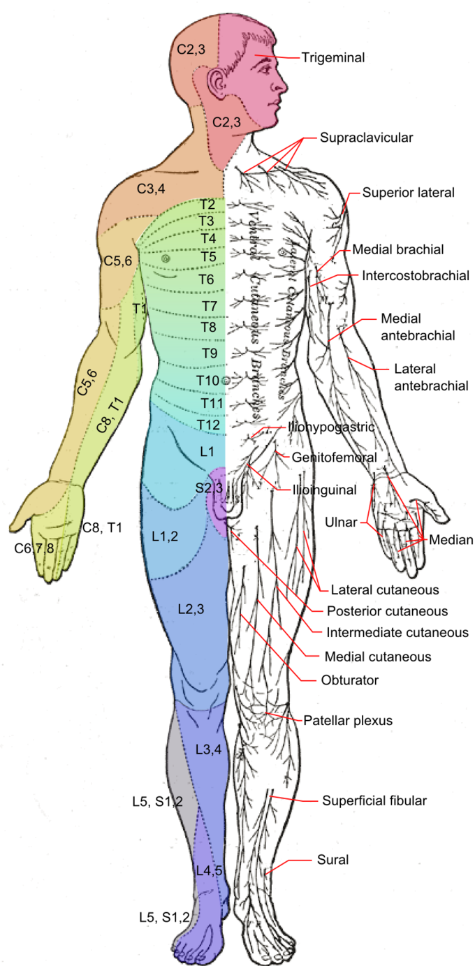 Diagram Of Nerve Pathways In Human Torso