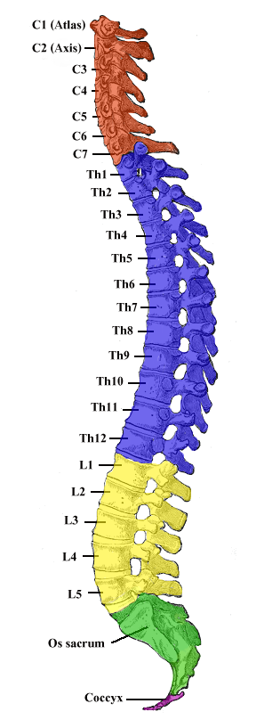 Skeletal System