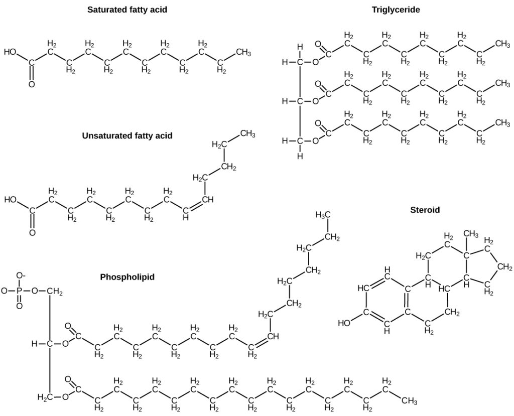 Basic Lipids Chemical Structure