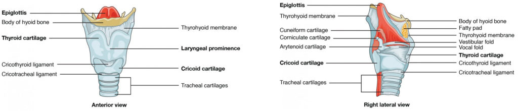 The top panel of this figure shows the anterior view of the larynx, and the bottom panel shows the right lateral view of the larynx.