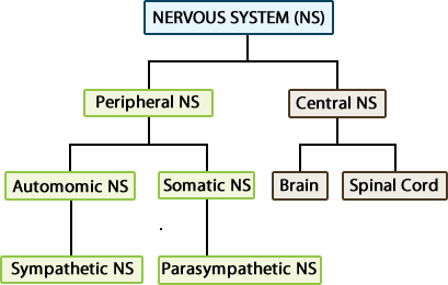 Autonomic Nervous System | A & P 1/2