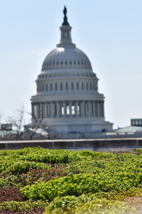 Green roof on GBCS looks at US Capitol. Photo from GBCS.