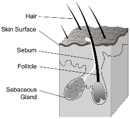 Integumentary System Simple Skin Diagram Labeled